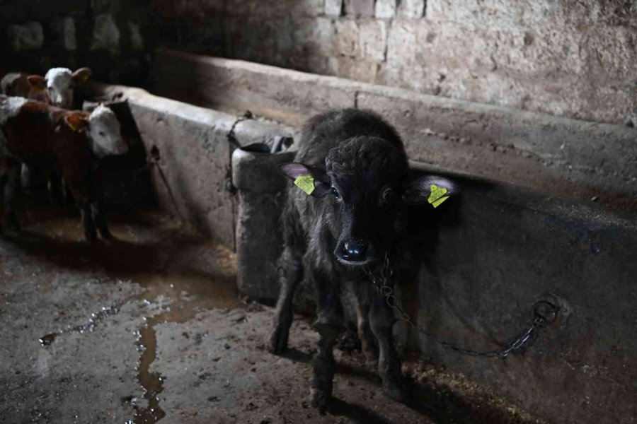 Bu Malak Diğerlerinden Çok Farklı
