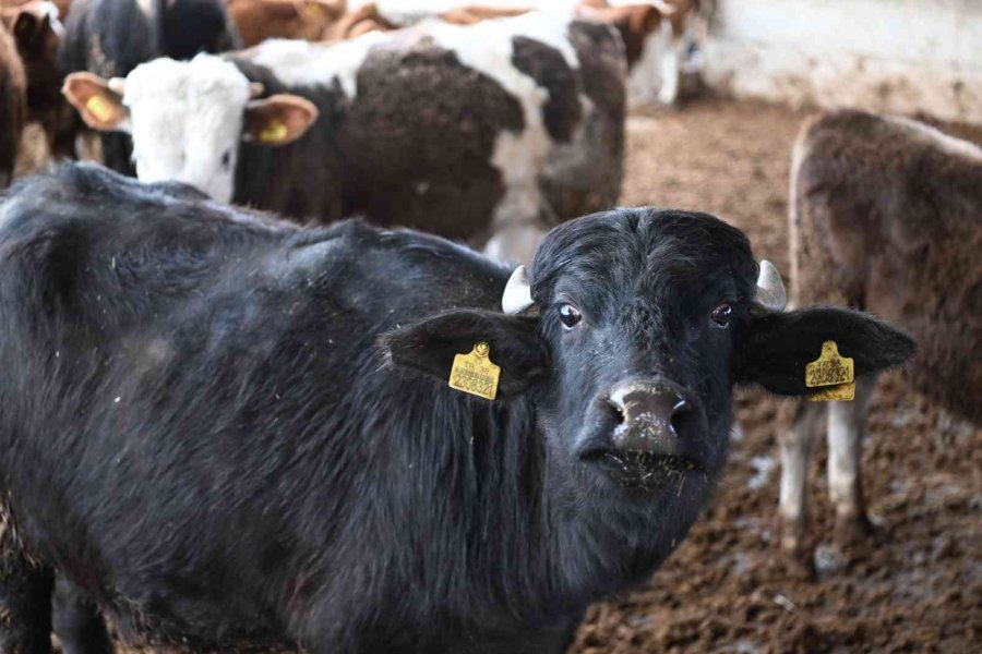 Bu Malak Diğerlerinden Çok Farklı