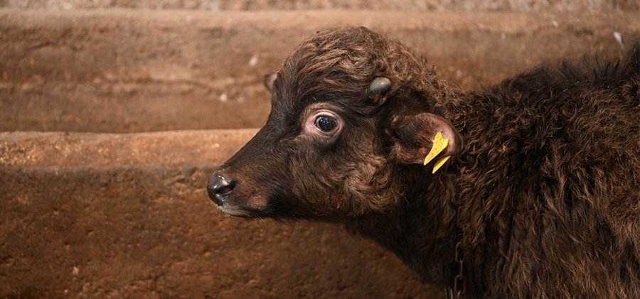 Bu Malak Diğerlerinden Çok Farklı