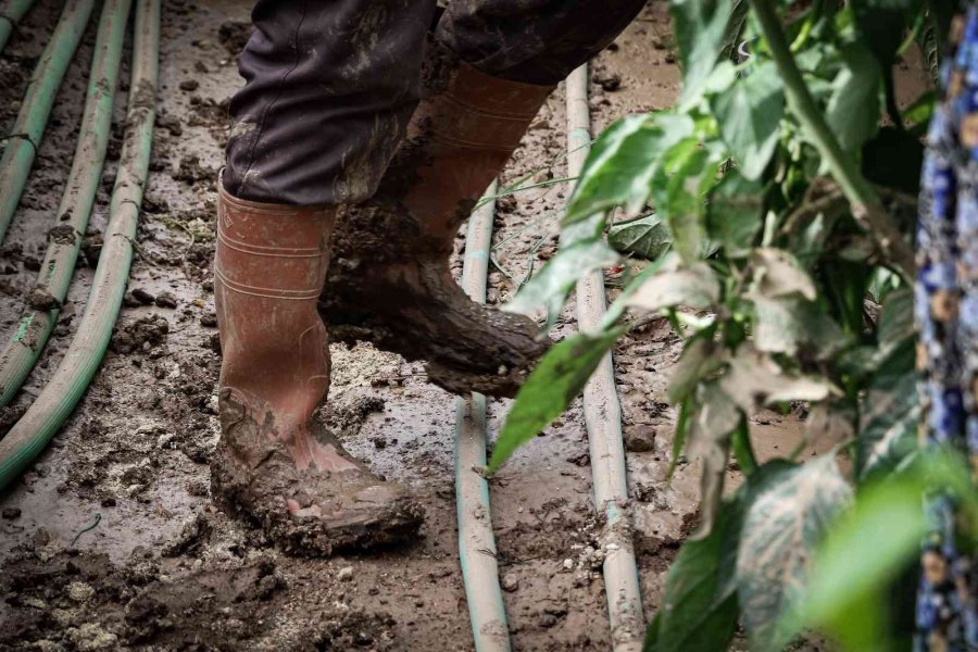 Kumluca’da Çiftçilerin Selden Zarar Gören Ürünlerini Zorlu Kurtarma Mesaisi