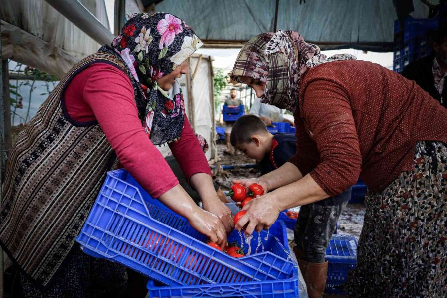 Kumluca’da Çiftçilerin Selden Zarar Gören Ürünlerini Zorlu Kurtarma Mesaisi