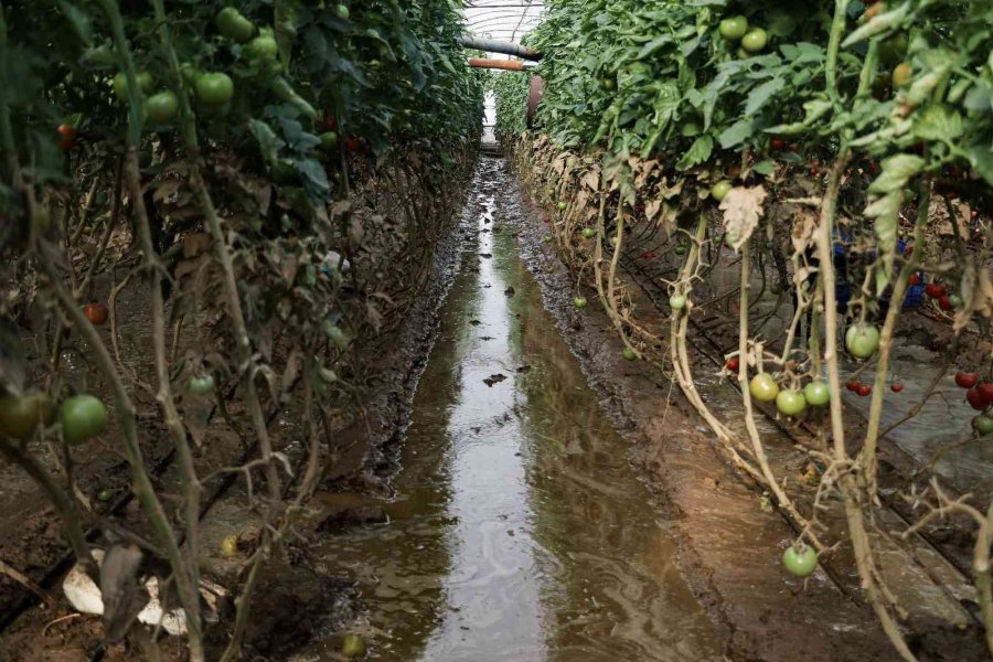 Kumluca’da Çiftçilerin Selden Zarar Gören Ürünlerini Zorlu Kurtarma Mesaisi