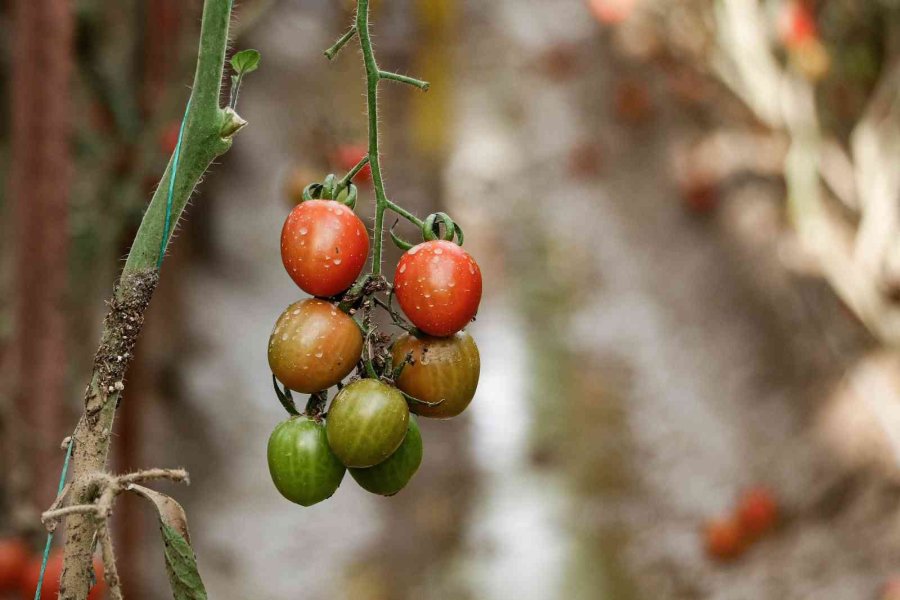 Kumluca’da Çiftçilerin Selden Zarar Gören Ürünlerini Zorlu Kurtarma Mesaisi