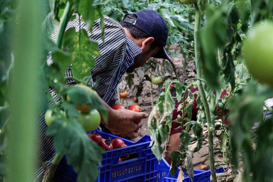 Kumluca’da Çiftçilerin Selden Zarar Gören Ürünlerini Zorlu Kurtarma Mesaisi