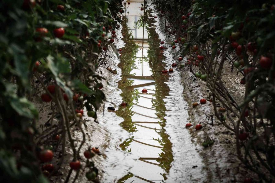 Kumluca’da Çiftçilerin Selden Zarar Gören Ürünlerini Zorlu Kurtarma Mesaisi