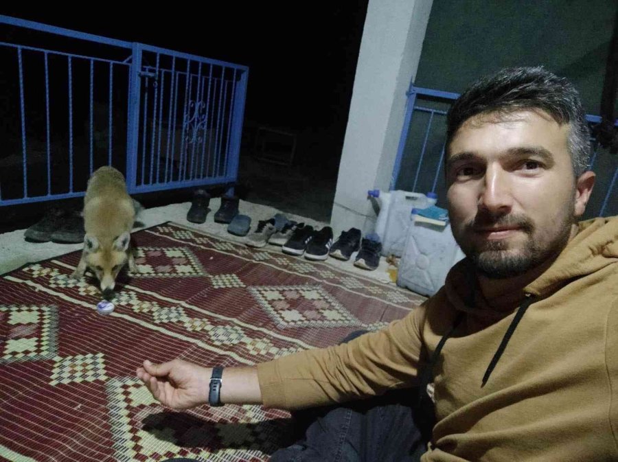 Okul Müdürü Dostluk Kurduğu Tilkiyi Eliyle Besliyor