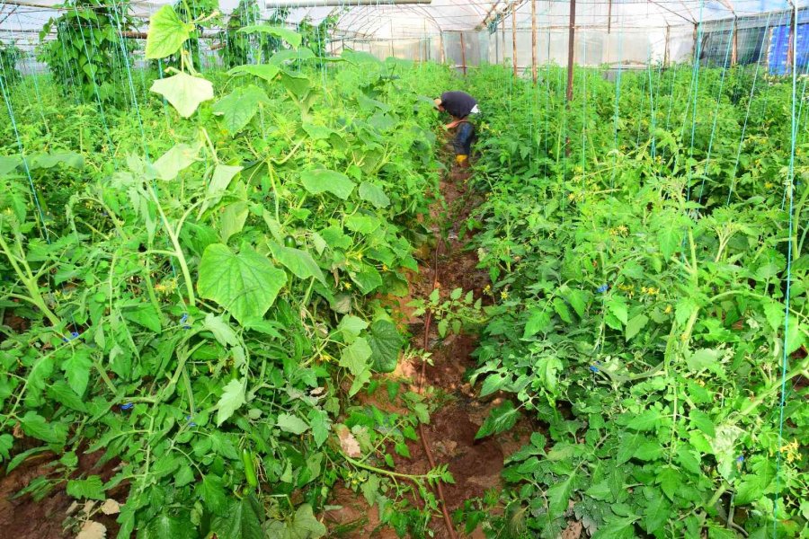 Kumluca’da Çamur İçinde Üretim