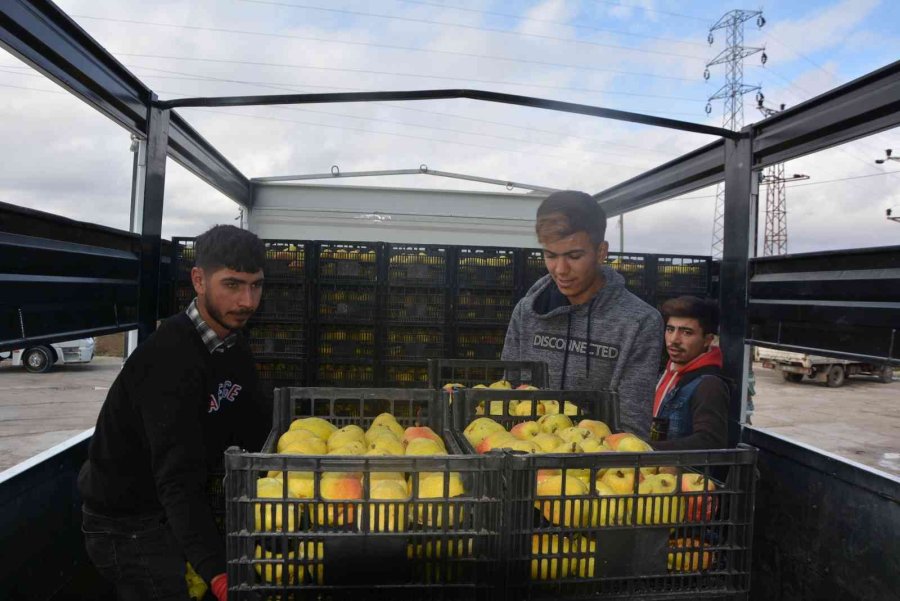 Romanya, Makedonya Ve Ukrayna’ya Ayva Ve Karyağdı Armudu İhracatı