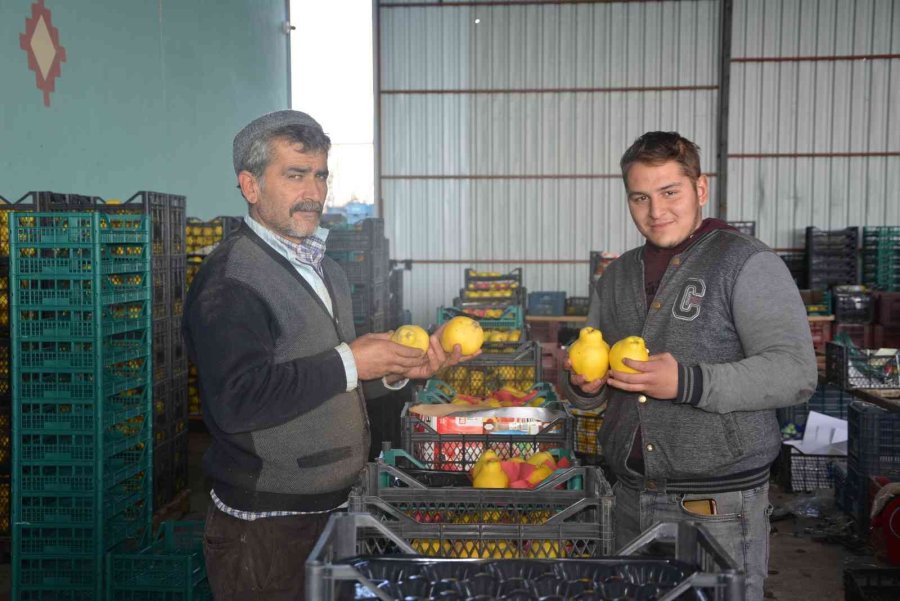 Romanya, Makedonya Ve Ukrayna’ya Ayva Ve Karyağdı Armudu İhracatı
