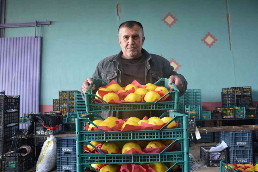 Romanya, Makedonya Ve Ukrayna’ya Ayva Ve Karyağdı Armudu İhracatı