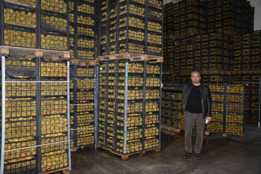 Romanya, Makedonya Ve Ukrayna’ya Ayva Ve Karyağdı Armudu İhracatı