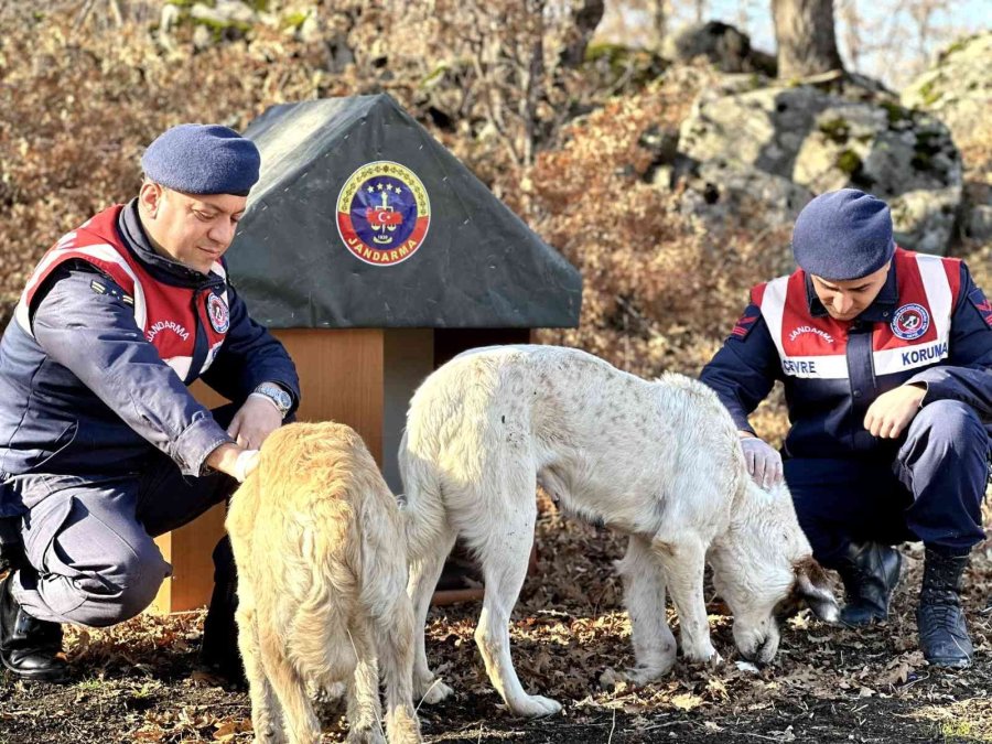 Jandarma, Geri Dönüşümden Topladığı Malzemelerle Hayvanlara Yuva Yaptı