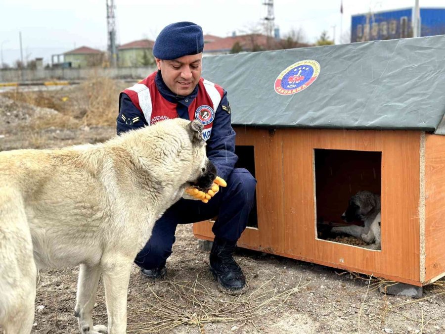 Jandarma, Geri Dönüşümden Topladığı Malzemelerle Hayvanlara Yuva Yaptı
