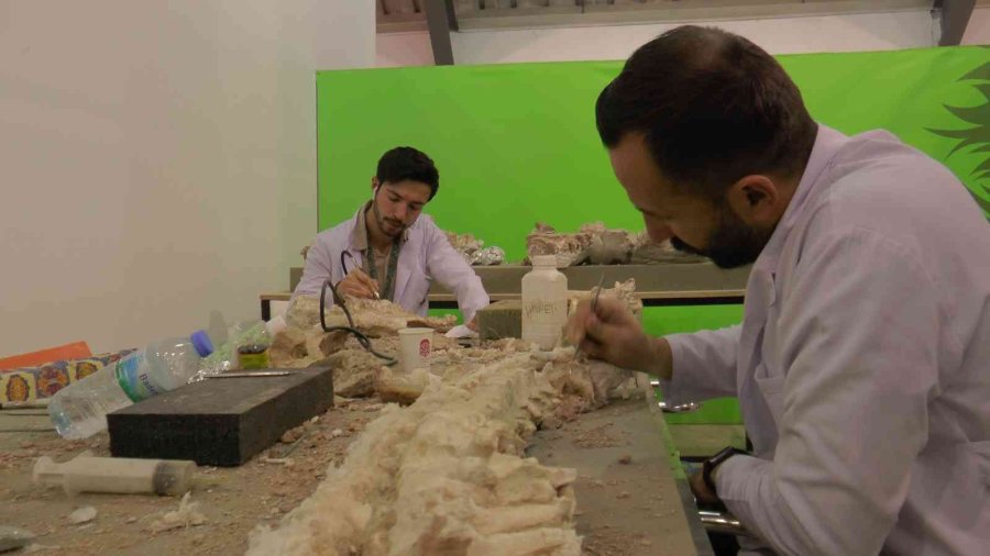 Kayseri’de 7,5 Milyon Yıllık Aslan Kafatası Bulundu