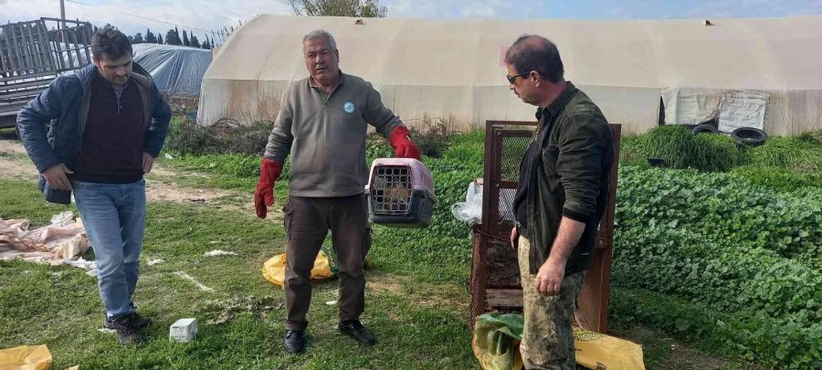 Emekli Polisin Kapanla Yakaladığı Tilki Doğaya Salındı