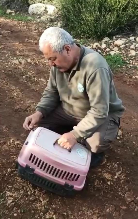 Emekli Polisin Kapanla Yakaladığı Tilki Doğaya Salındı