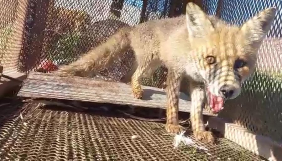 Emekli Polisin Kapanla Yakaladığı Tilki Doğaya Salındı