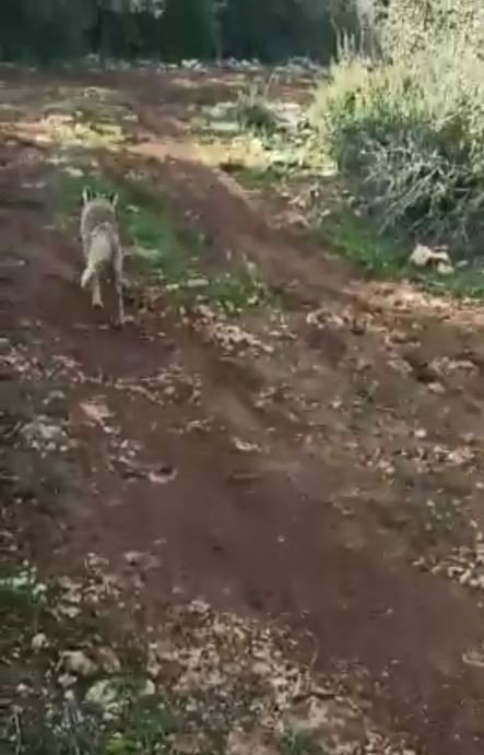 Emekli Polisin Kapanla Yakaladığı Tilki Doğaya Salındı
