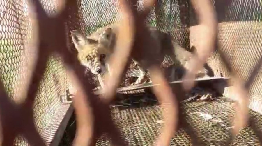 Emekli Polisin Kapanla Yakaladığı Tilki Doğaya Salındı