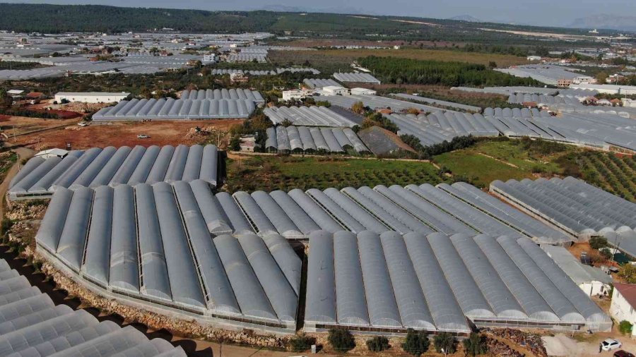 Üreticiden Büyükşehirlerdeki Domates Fiyatına Tepki