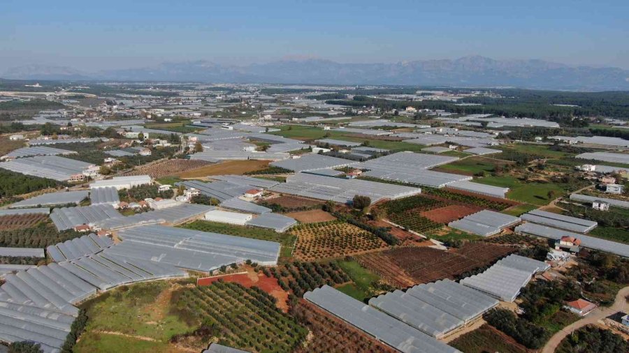 Üreticiden Büyükşehirlerdeki Domates Fiyatına Tepki