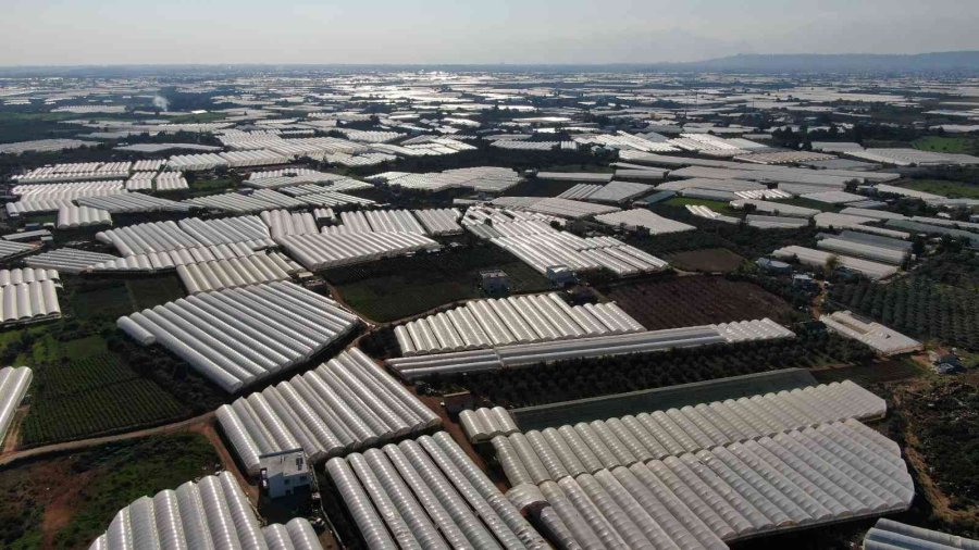 Üreticiden Büyükşehirlerdeki Domates Fiyatına Tepki