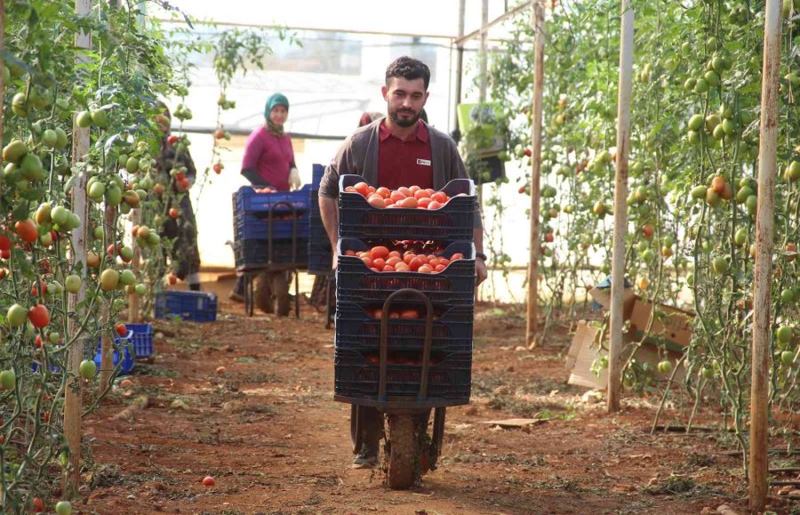 Üreticiden Büyükşehirlerdeki Domates Fiyatına Tepki