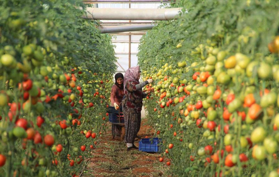 Üreticiden Büyükşehirlerdeki Domates Fiyatına Tepki