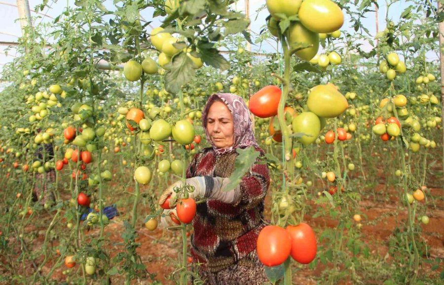 Üreticiden Büyükşehirlerdeki Domates Fiyatına Tepki