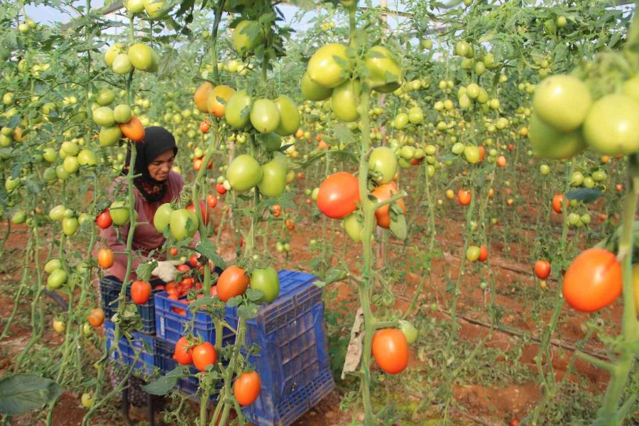 Üreticiden Büyükşehirlerdeki Domates Fiyatına Tepki