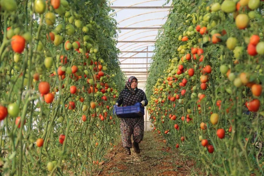 Üreticiden Büyükşehirlerdeki Domates Fiyatına Tepki