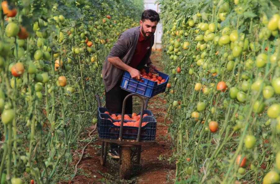 Üreticiden Büyükşehirlerdeki Domates Fiyatına Tepki