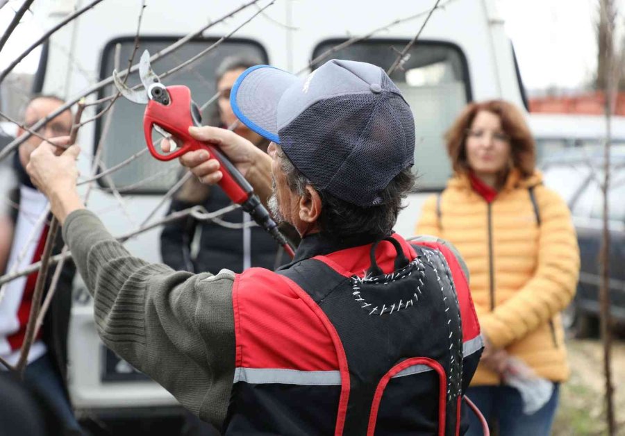 Eskişehir’de 50 Çiftçiye Meyve Ağaçları Budama Eğitimi