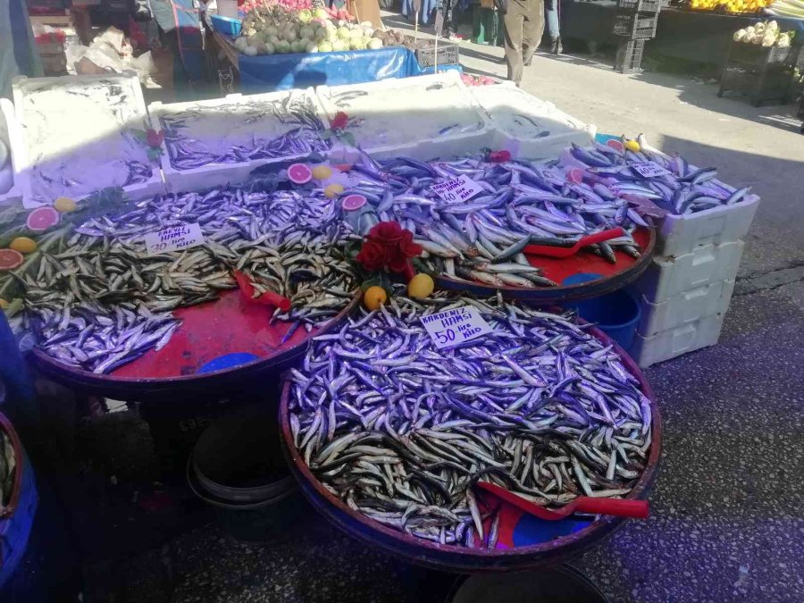 Hamsi Fiyatlarında Yüzde 50’ye Varan Düşüş
