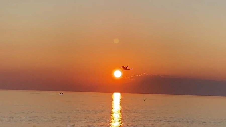 Sürüden Ayrılan Flamingo Sahile İndi