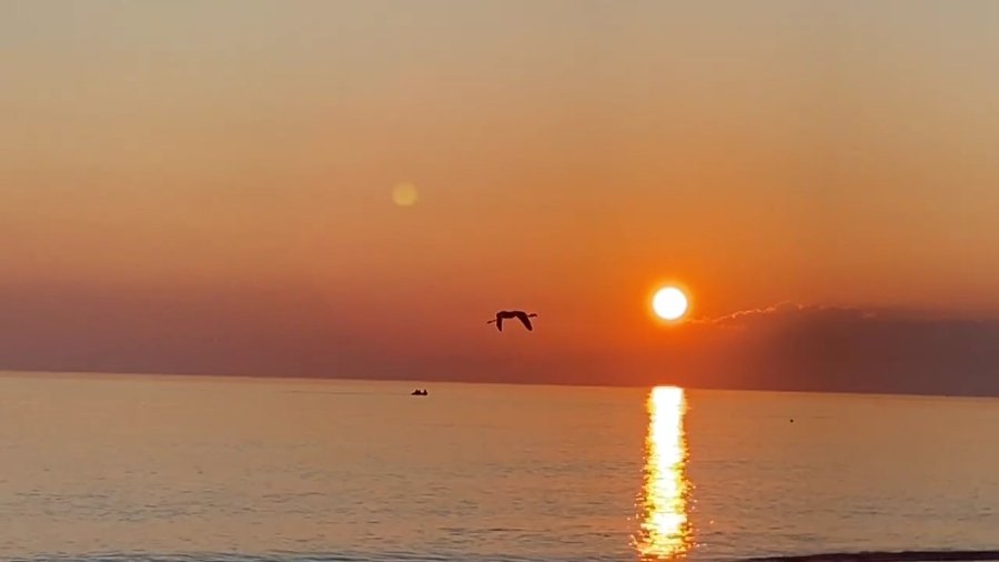 Sürüden Ayrılan Flamingo Sahile İndi