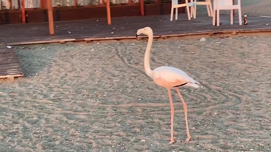 Sürüden Ayrılan Flamingo Sahile İndi
