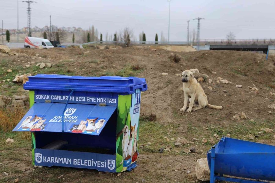 Karaman’da Sokak Hayvanları İçin Beslenme Noktaları Yapılıyor