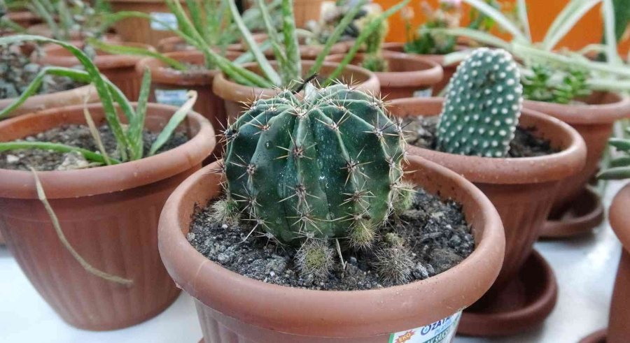 Tarım Lisesinin Özel Öğrencileri Üretti