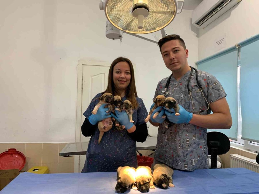 Ağzı Bağlı Çuvalda Bulunan 8 Yavru Köpek Ve Sütannesi Gözetim Altına Alındı