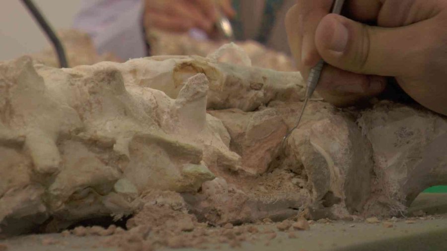 7.5 Milyon Yıllık Kazılarda Hedef Primat Bulmak