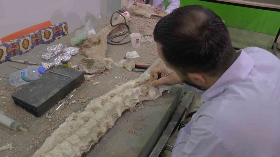 7.5 Milyon Yıllık Kazılarda Hedef Primat Bulmak