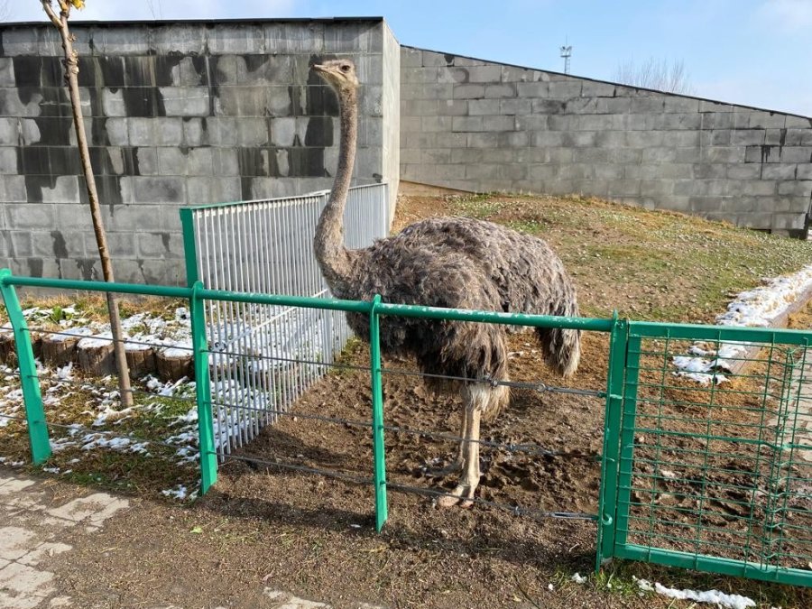 Hayvanlara Zorlu Kış Şartları Hissettirilmiyor