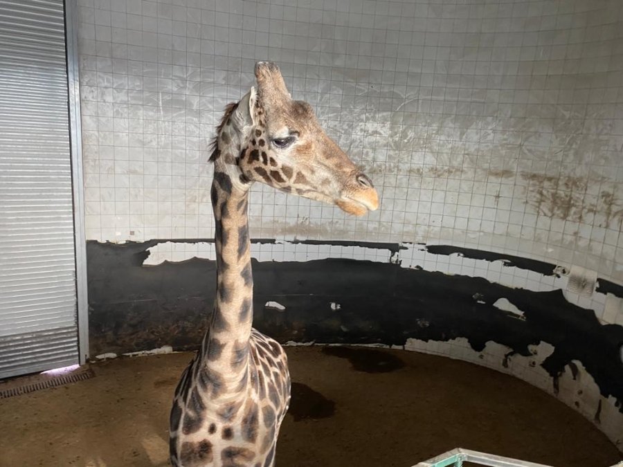 Hayvanlara Zorlu Kış Şartları Hissettirilmiyor