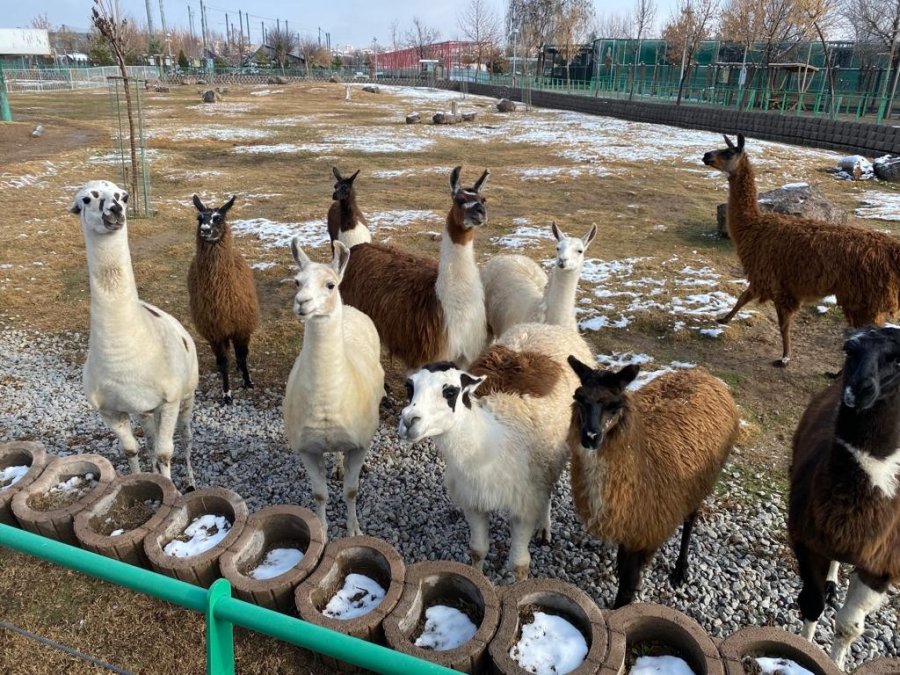 Hayvanlara Zorlu Kış Şartları Hissettirilmiyor