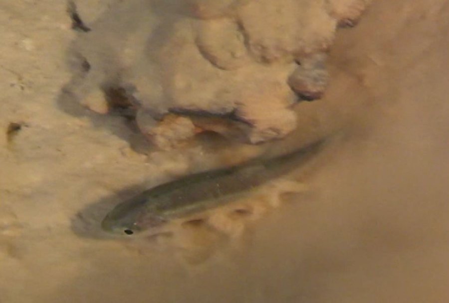 Kırkgöz Suluin Mağarası’nın Biyolojik Haritası Çıkarılacak