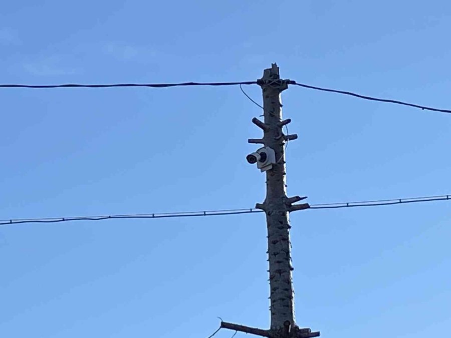 Aç Kalan Kurt İlçeye İndi