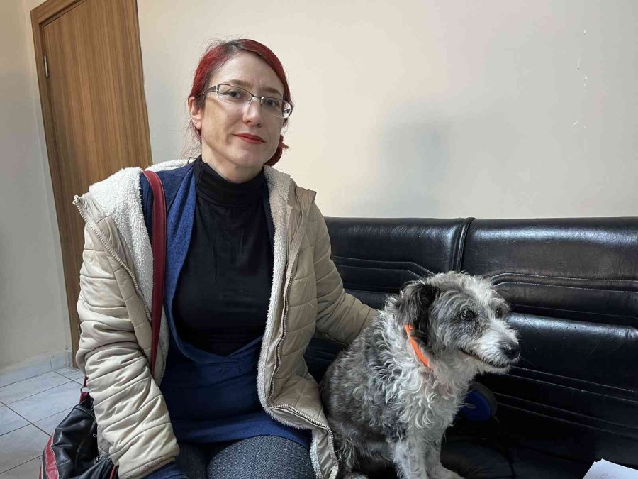 Evcil Hayvanlar İçin Çip Yoğunluğu