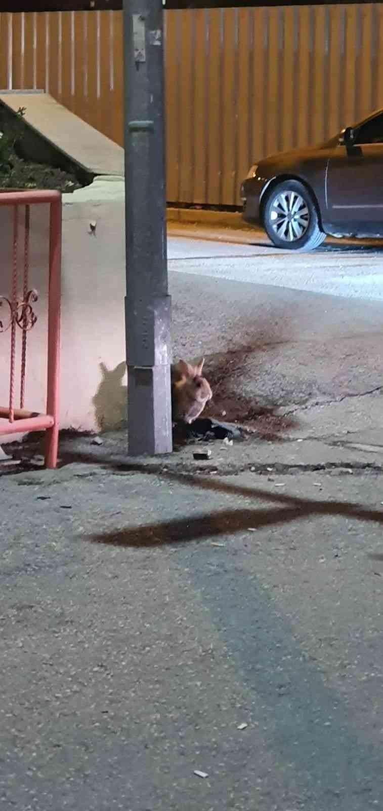 Eskişehir’de Kent Merkezinde Görülen Tavşan Şaşırttı