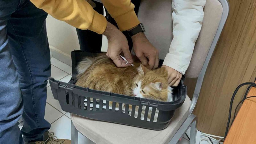 Evcil Hayvanlar İçin Çip Yoğunluğu